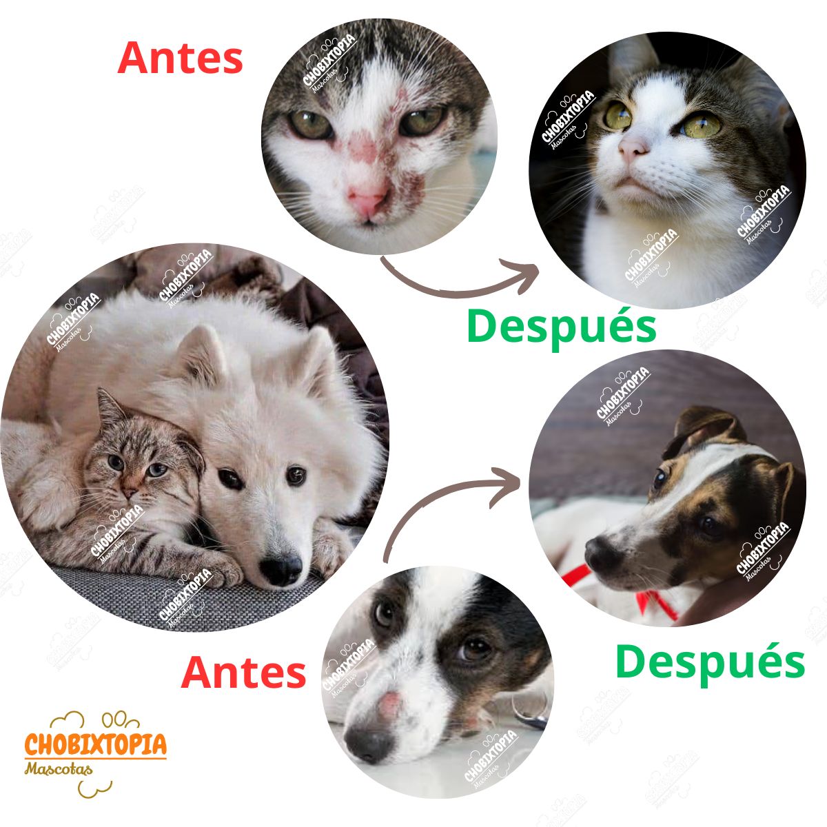 GENERICO - CREMA NATURAL ANTIMICÓTICO MASCOTA - PERROS Y GATOS x 90g