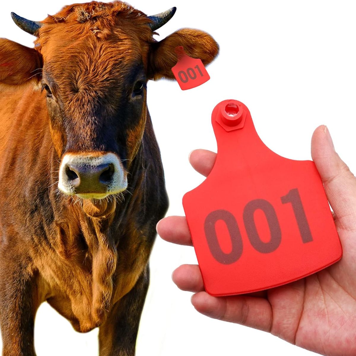 GENERICO - PACK X 100 CROTAL ARETE PARA VACA ROJO 7.5X10 CM NUMERADO