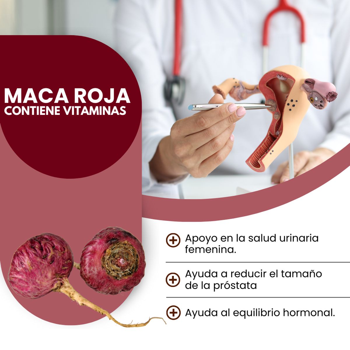 DINOA - Maca Roja Pote de 80gr Dinoa - Equilibrio Hormonal - Salud urinaria