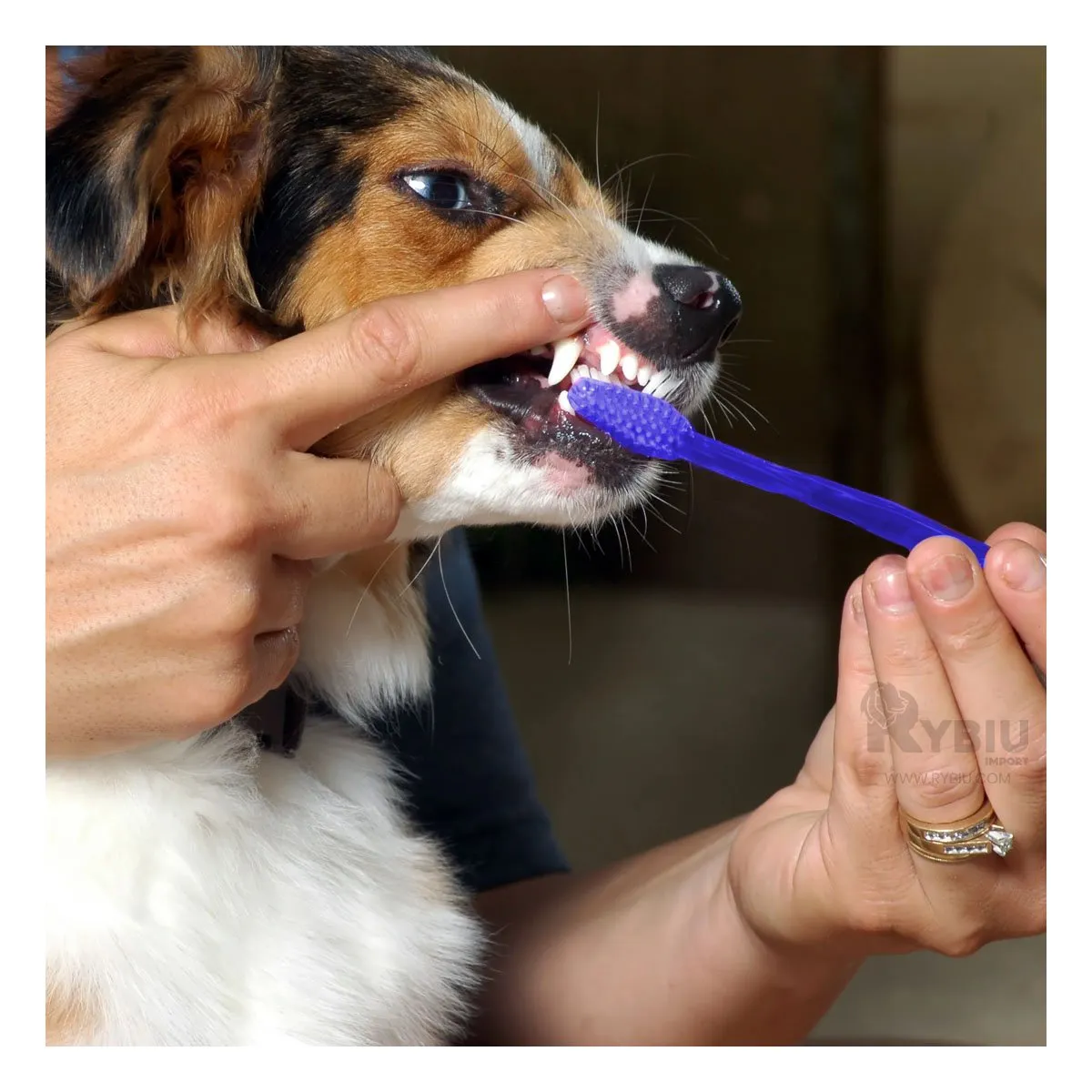 RYBIU IMPORT - Kit para Limpieza Bucal de Mascotas Azul Y+Regalo Agendita