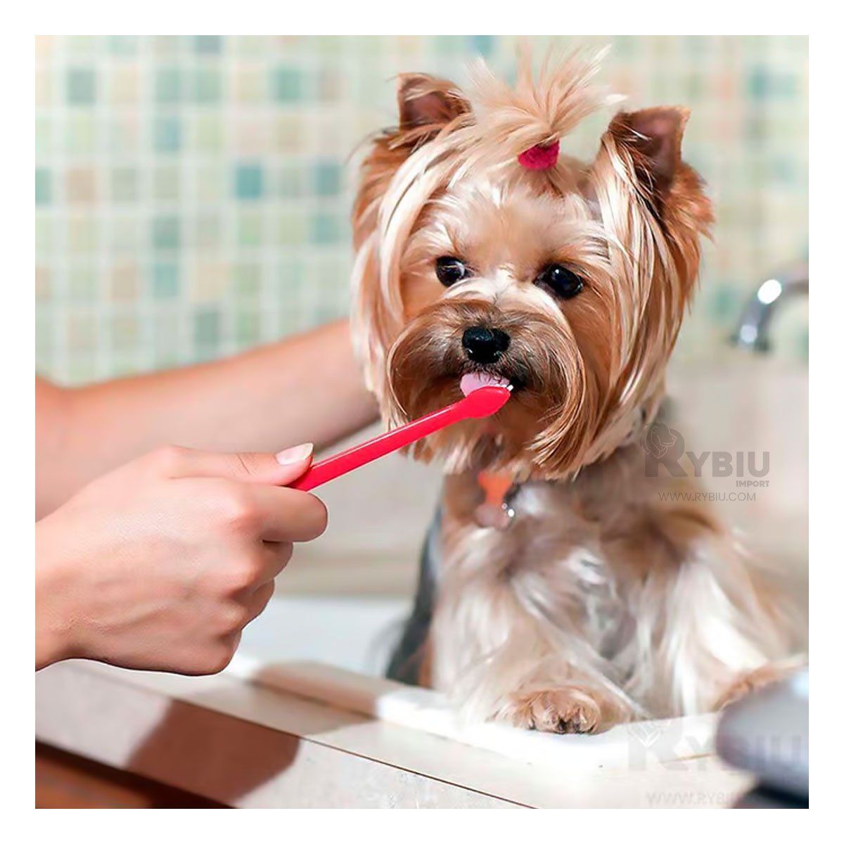 RYBIU IMPORT - Conjunto de Salud Dental de Mascotas Azul Y+Ligas de Regalo
