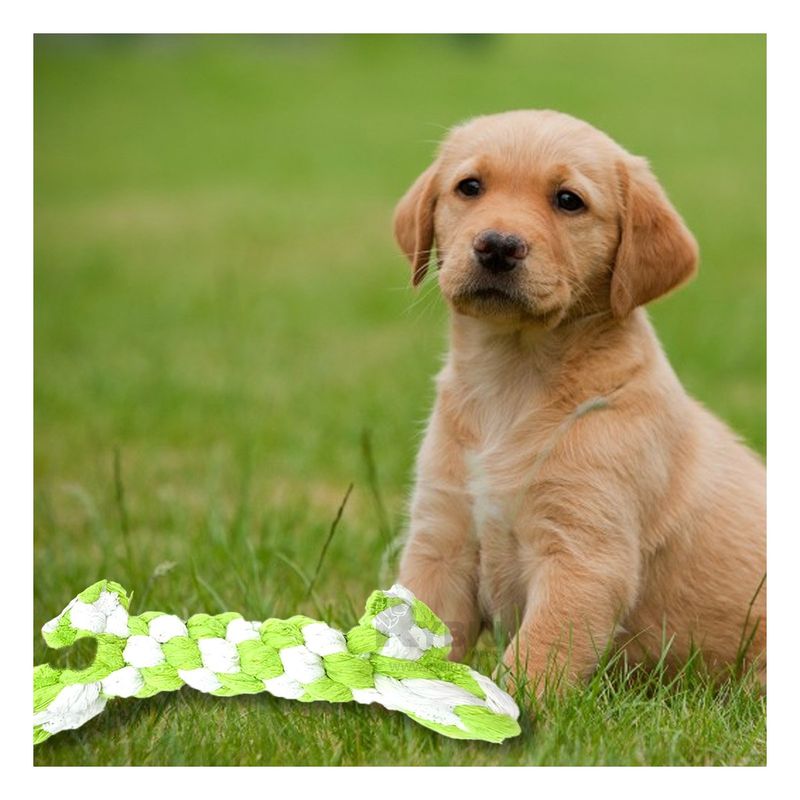 RYBIU IMPORT - Accesorio Divertido para Perros Verde Y+Envoltorio de Regalo