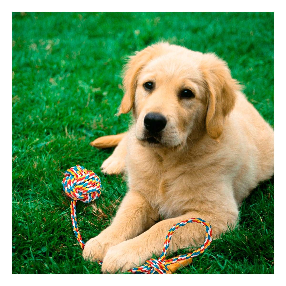 GENERICO - Juguete de Cuerda Resistente de Multicolor Y+Papel de Regalo