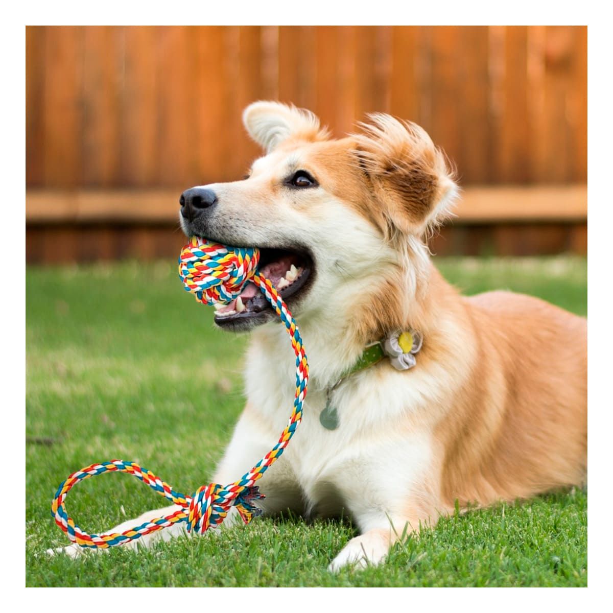 GENERICO - Juguete de Cuerda Resistente de Multicolor Y+Papel de Regalo