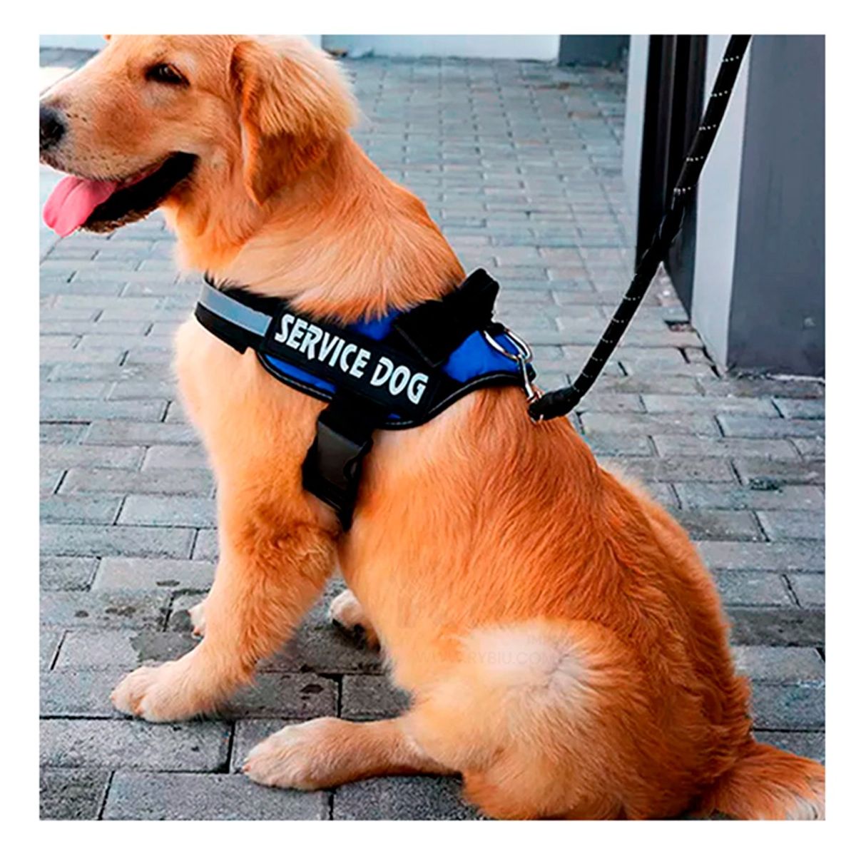 RYBIU IMPORT - Pechera Canina en Tono Azul Y+Regalo Ligas para Peinar