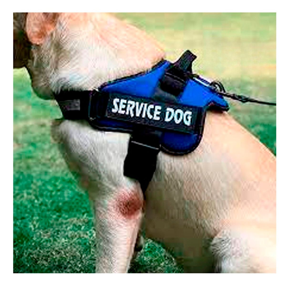 RYBIU IMPORT - Arnes para Perro Talla XL en Tono Azul Y+Papel de Regalo