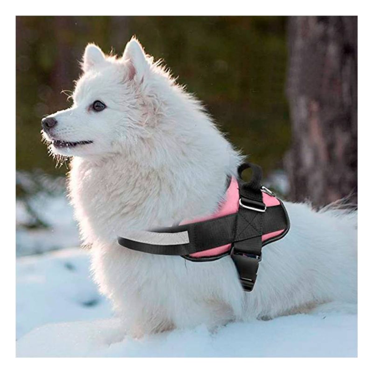 RYBIU IMPORT - Pechera Canina TXL en Tono Rosado Y+Regalo Ligas para Peinar