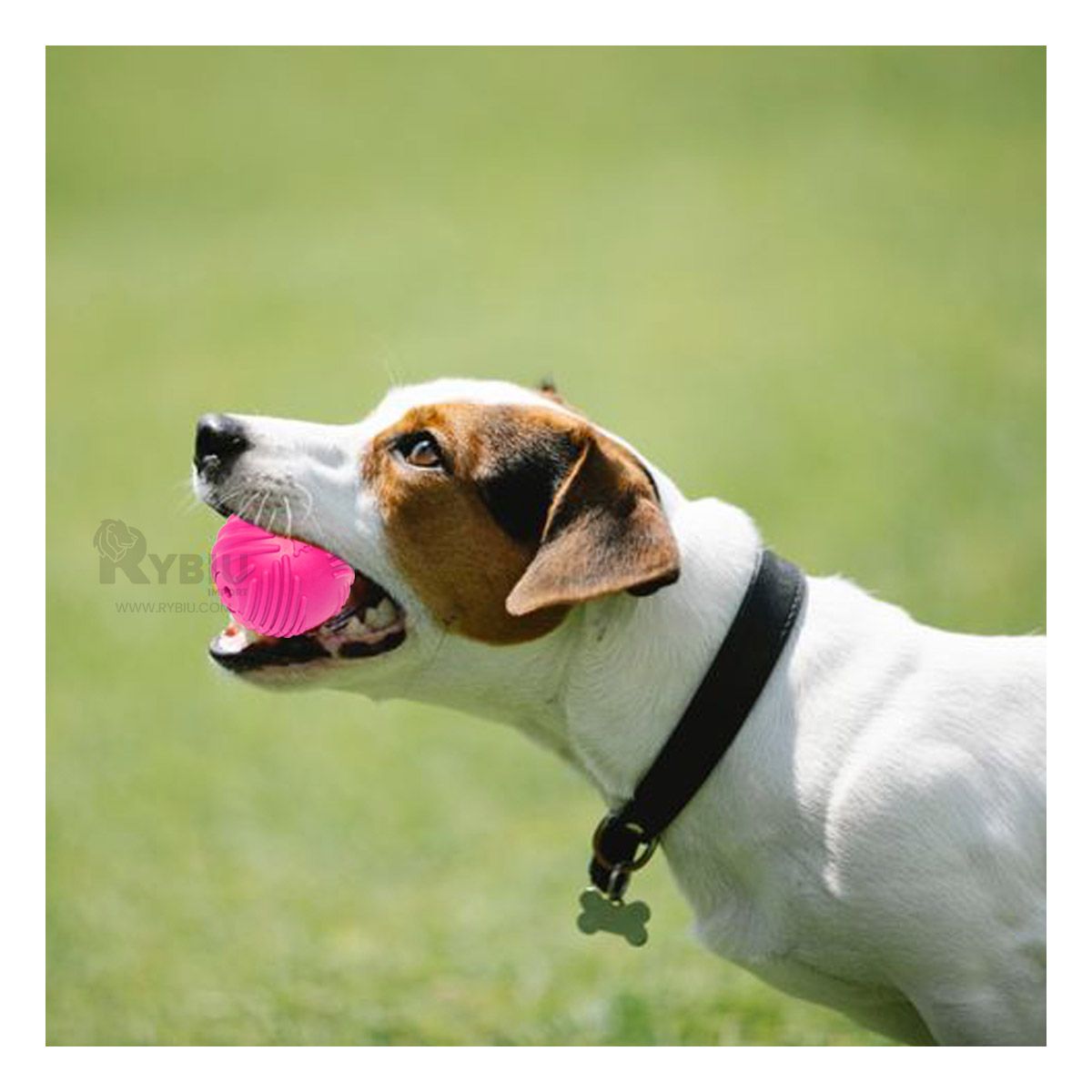 RYBIU IMPORT - Juguete para la Ansiedad para Perros en Rosado Y+Agendita