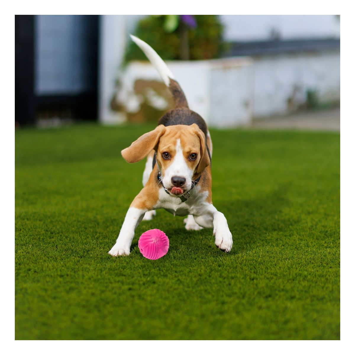 RYBIU IMPORT - Pelota de Mascotas Relajante Rosado Y+Papel de Regalo