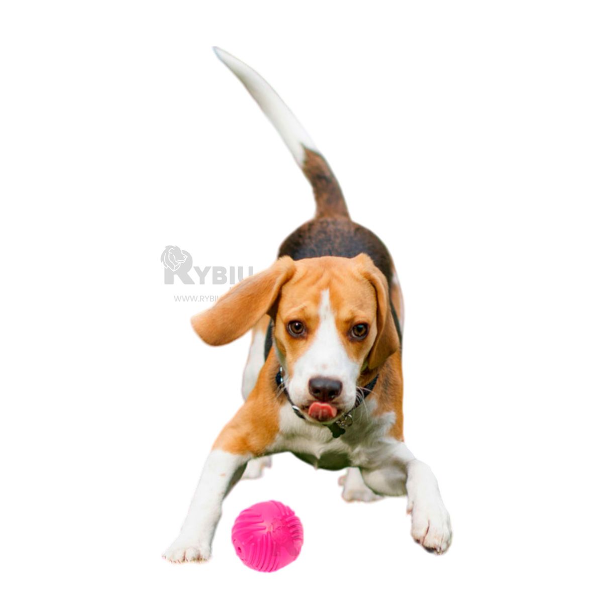 GENERICO - Pelota de Mascotas Relajante Rosado Y+Papel de Regalo