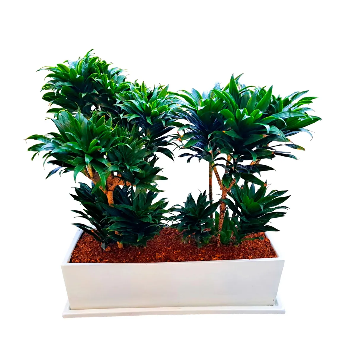 GENERICO - DRACENA COMPACTA EN JARDINERA BLANCA