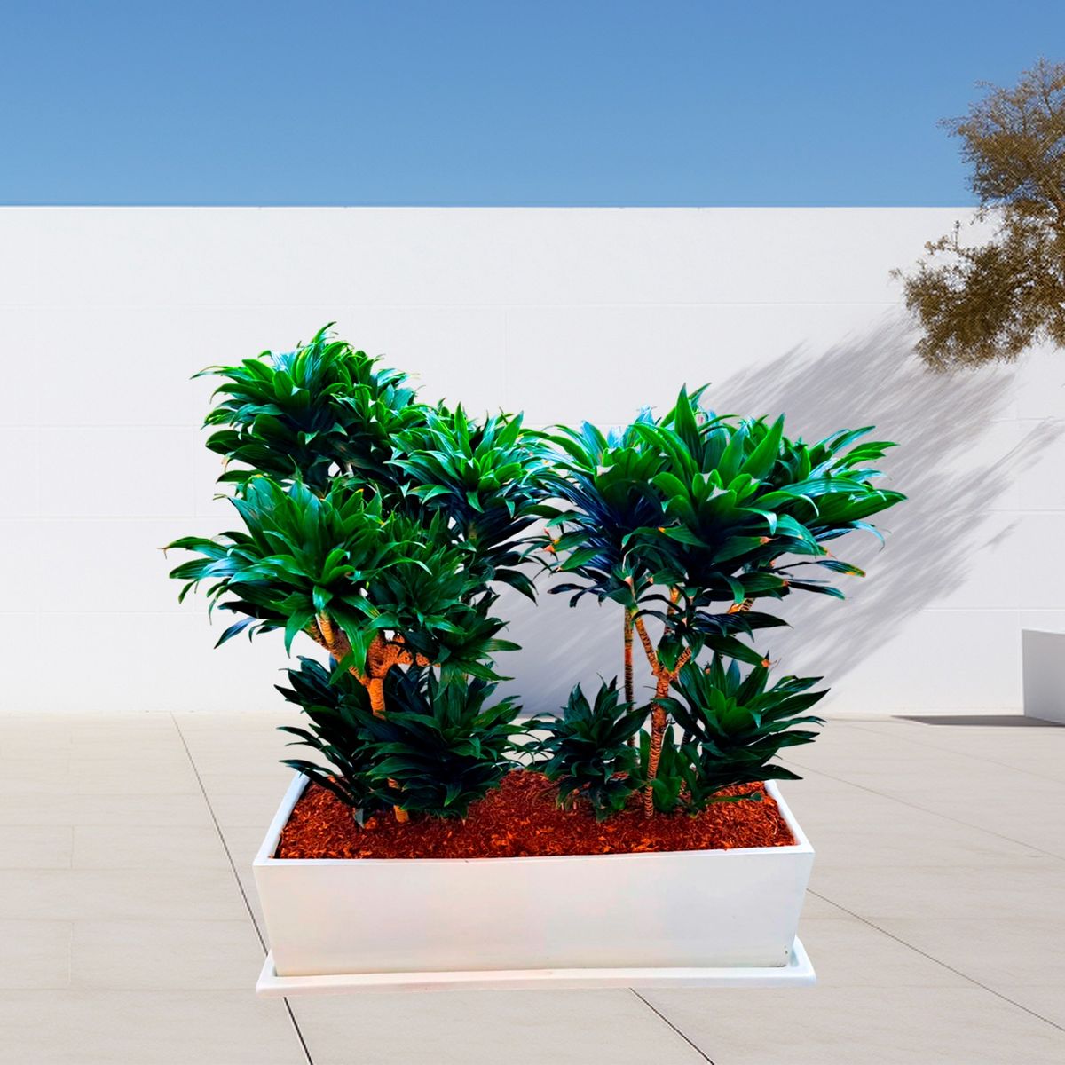 GENERICO - DRACENA COMPACTA EN JARDINERA BLANCA