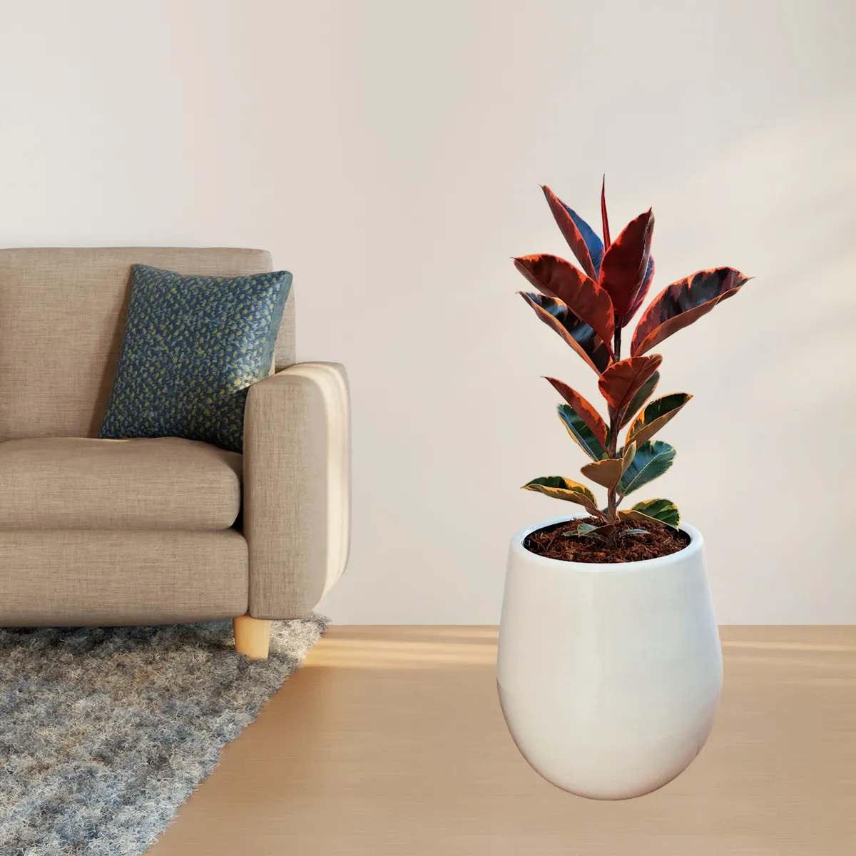 GENERICO - FICUS ELASTICA RUBY EN MACETA PERA BLANCO