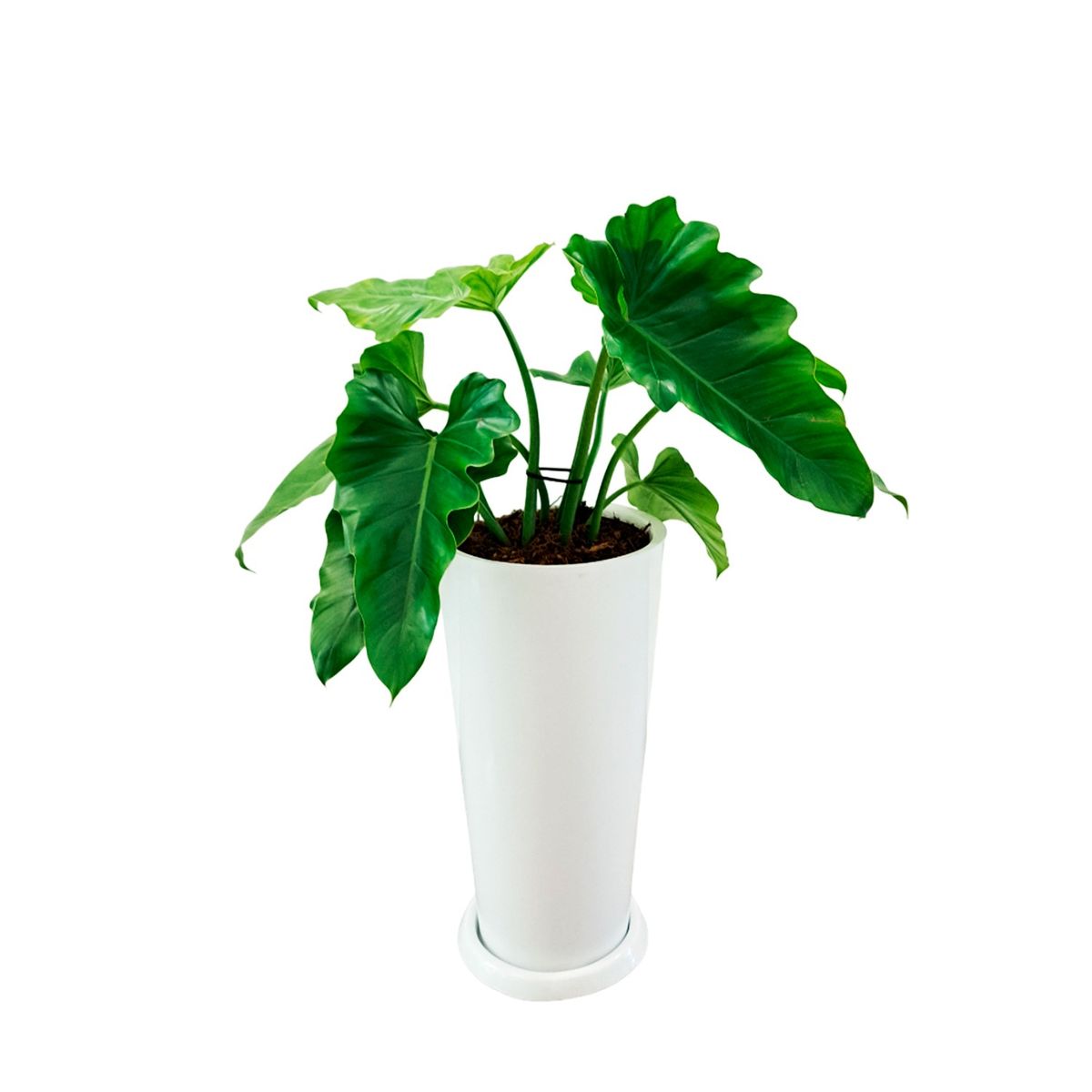 GENERICO - OREJA DE ELEFANTE EN MACETA CONO LAPIZ BLANCO