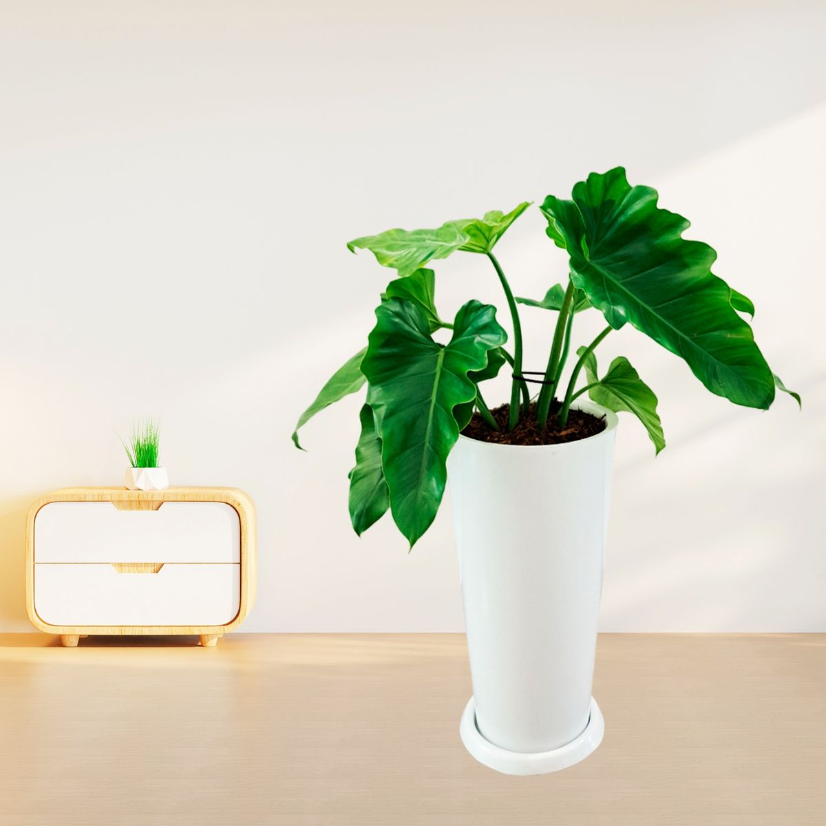 GENERICO - OREJA DE ELEFANTE EN MACETA CONO LAPIZ BLANCO