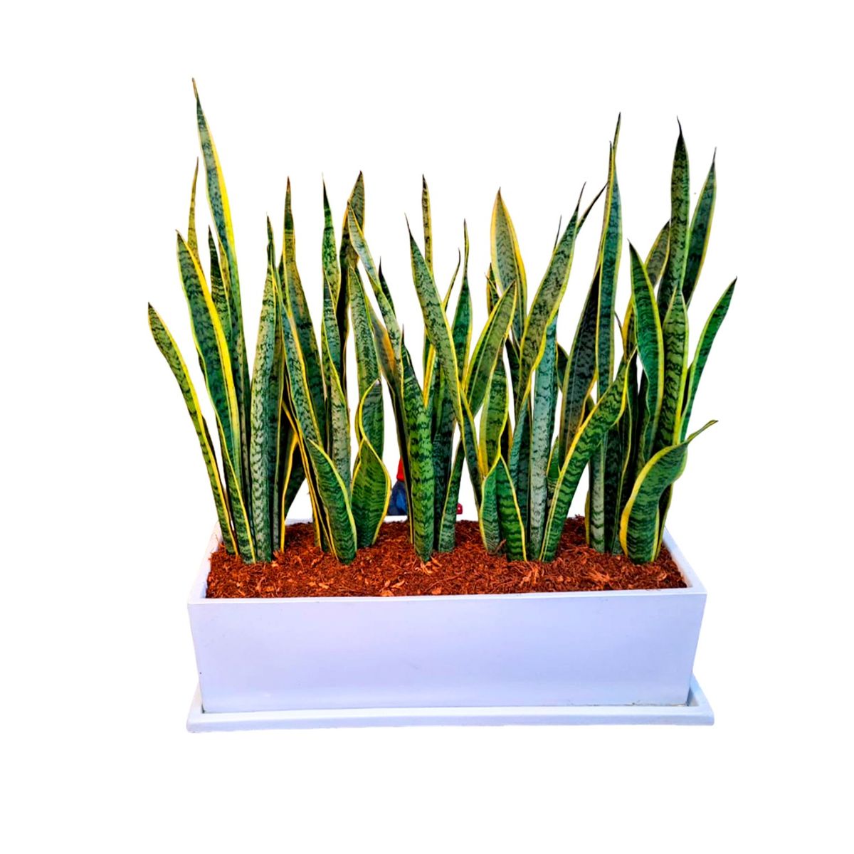 GENERICO - LENGUA DE SUEGRA EN JARDINERA BLANCA