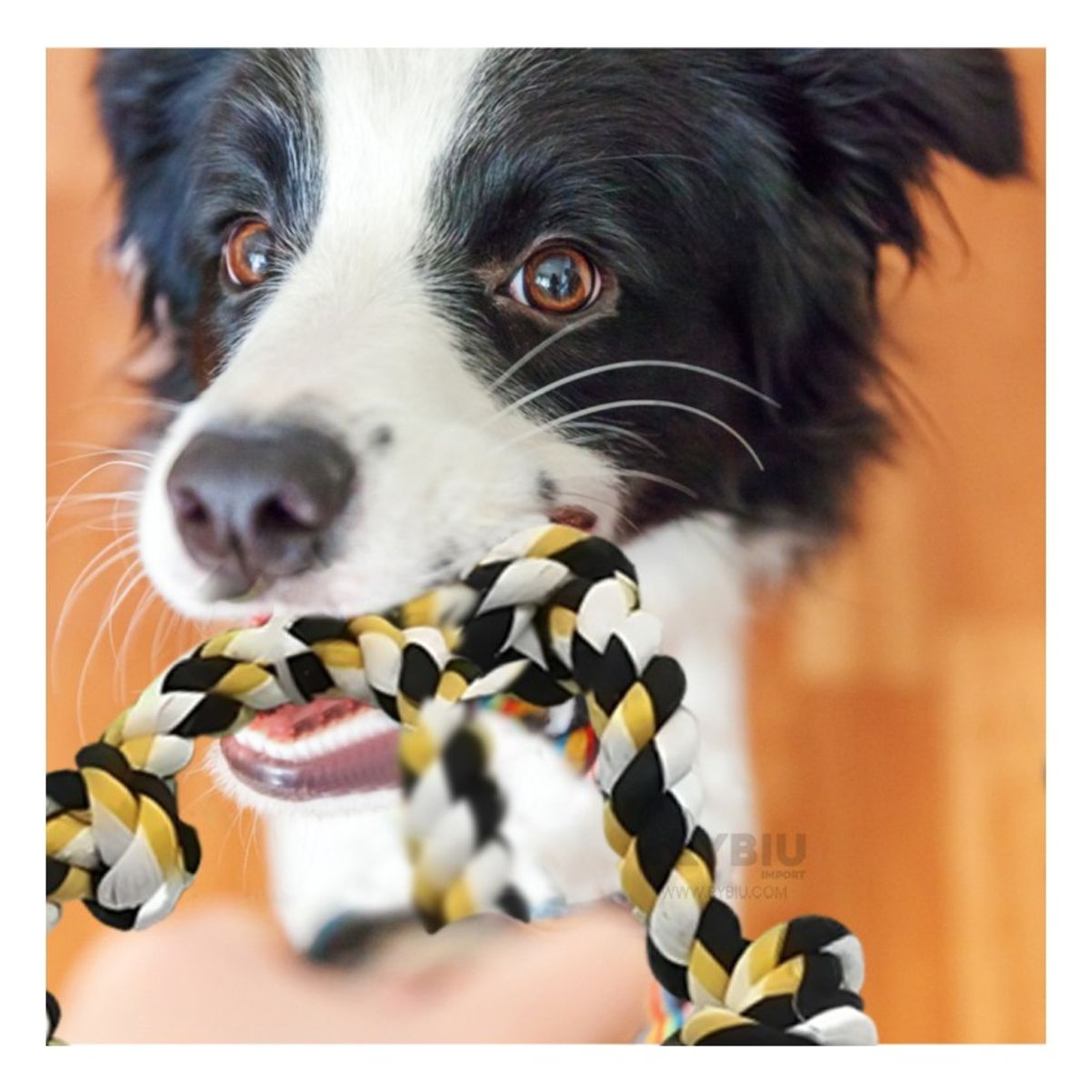 RYBIU IMPORT - Mordedor con Cuerdas en Marron Y+Regalo Ligas para Peinar