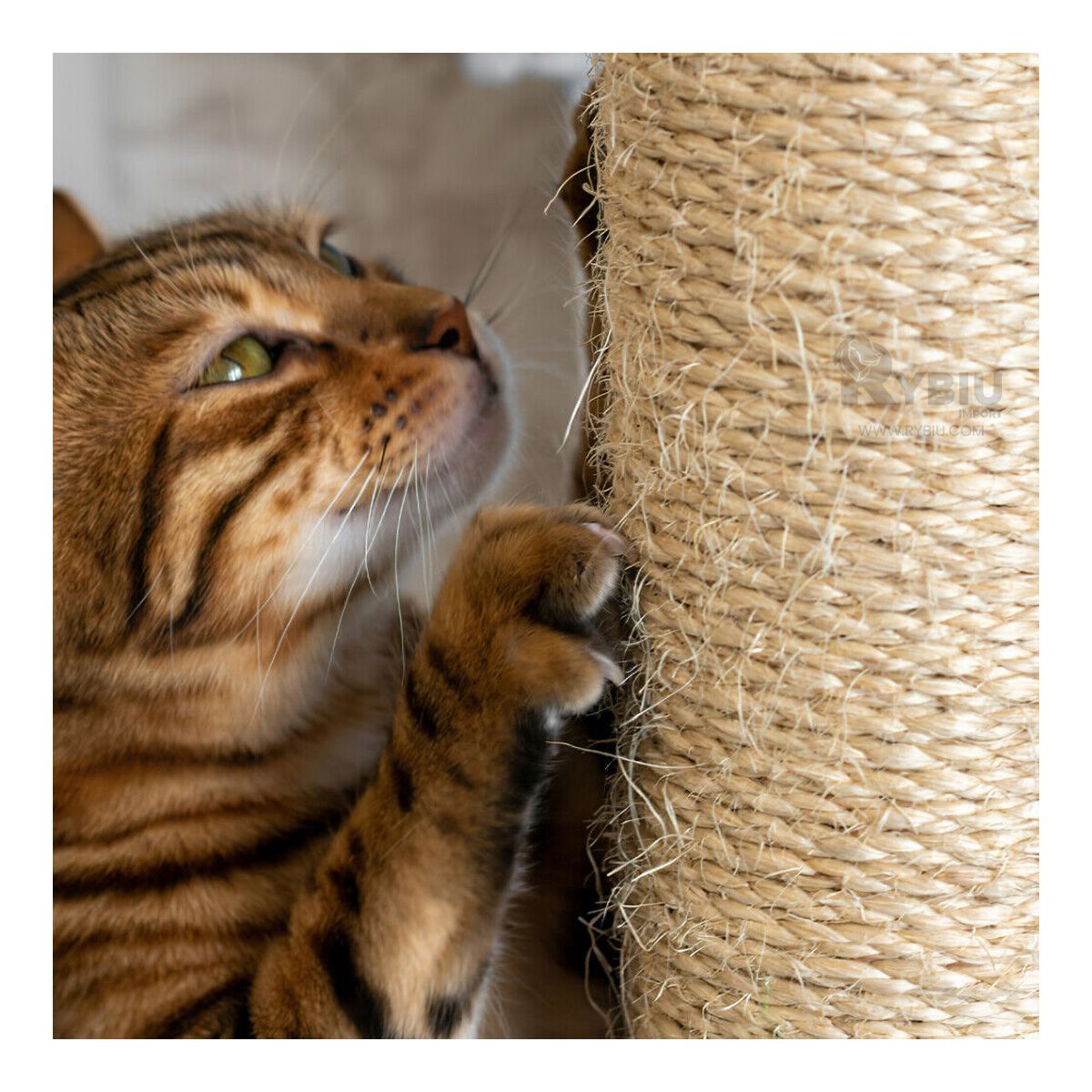 GENERICO - Gym Gato en Diseño 3 Niveles Negro Y+Regalo Stickers