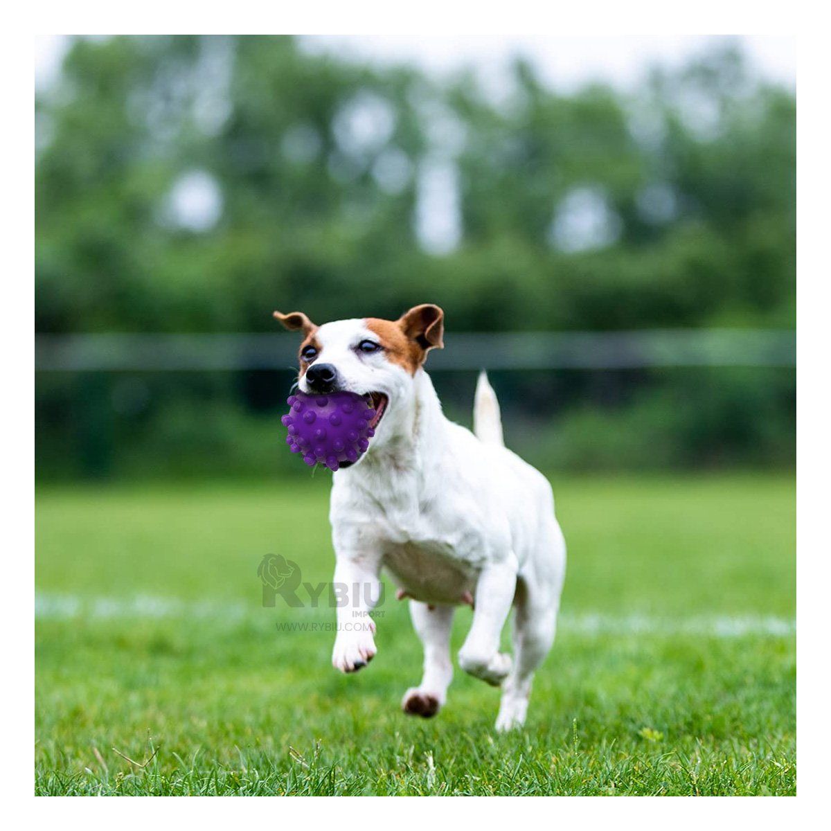 RYBIU IMPORT - Pelota para Mascotas de Gran Tamaño Morado Y+Regalo Stickers