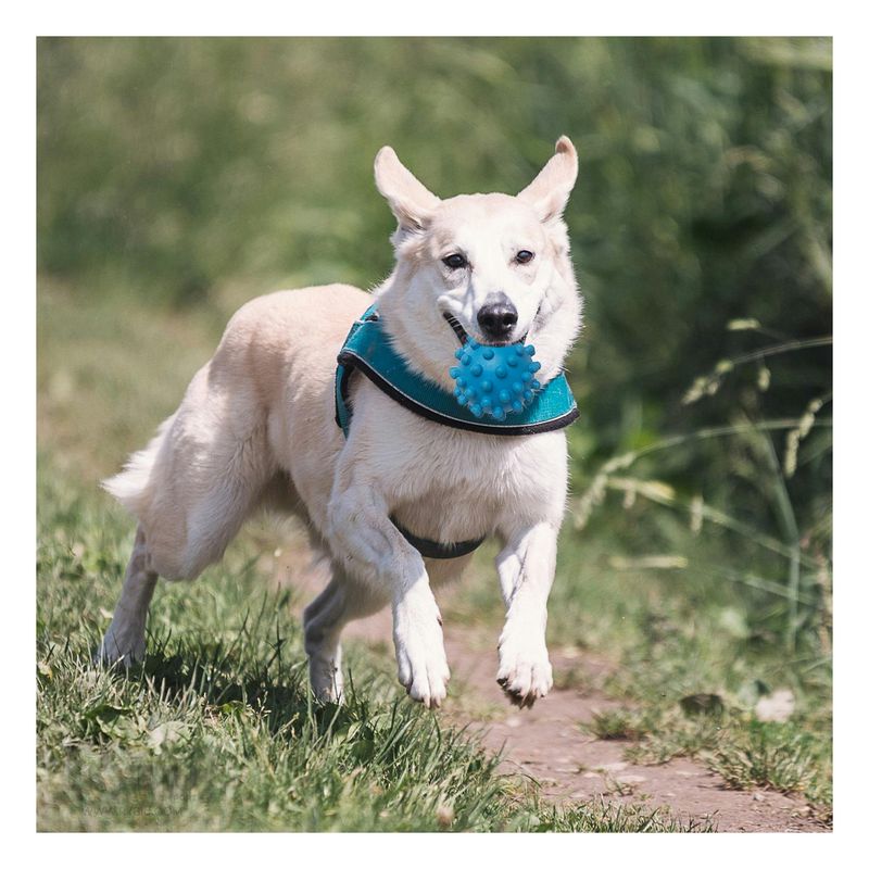 RYBIU IMPORT - Juguete para Mascota Flexible Celeste Y+Regalo Agendita