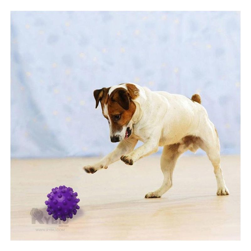 GENERICO - Juguete Elastico para Pet Grande Morado Y+Papel de Regalo