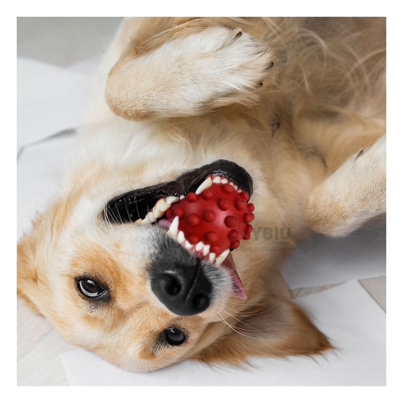 GENERICO - Balon de Caucho de Can en Rojo Y+Regalo Ligas para Peinar