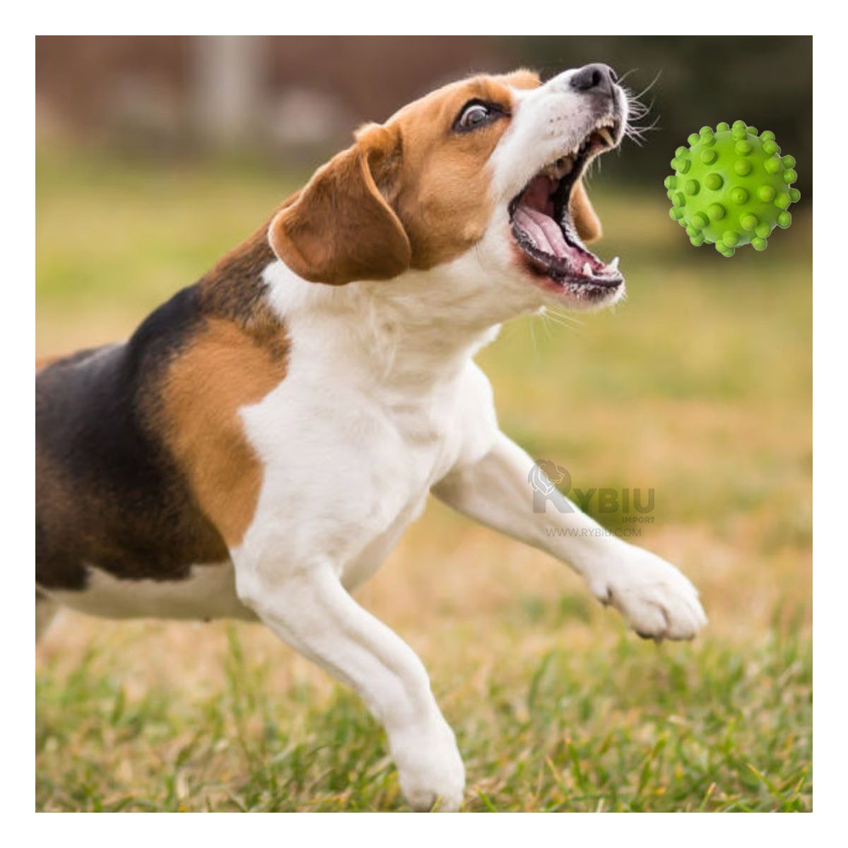 RYBIU IMPORT - Juguete para Perros Caucho Verde Y+Regalo Agendita