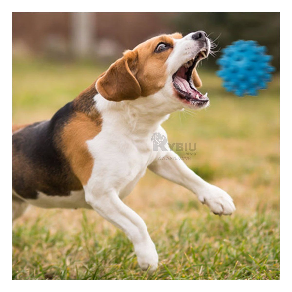 RYBIU IMPORT - Pelota de Caucho de Cachorro en Celestel Y+Regalo Stickers