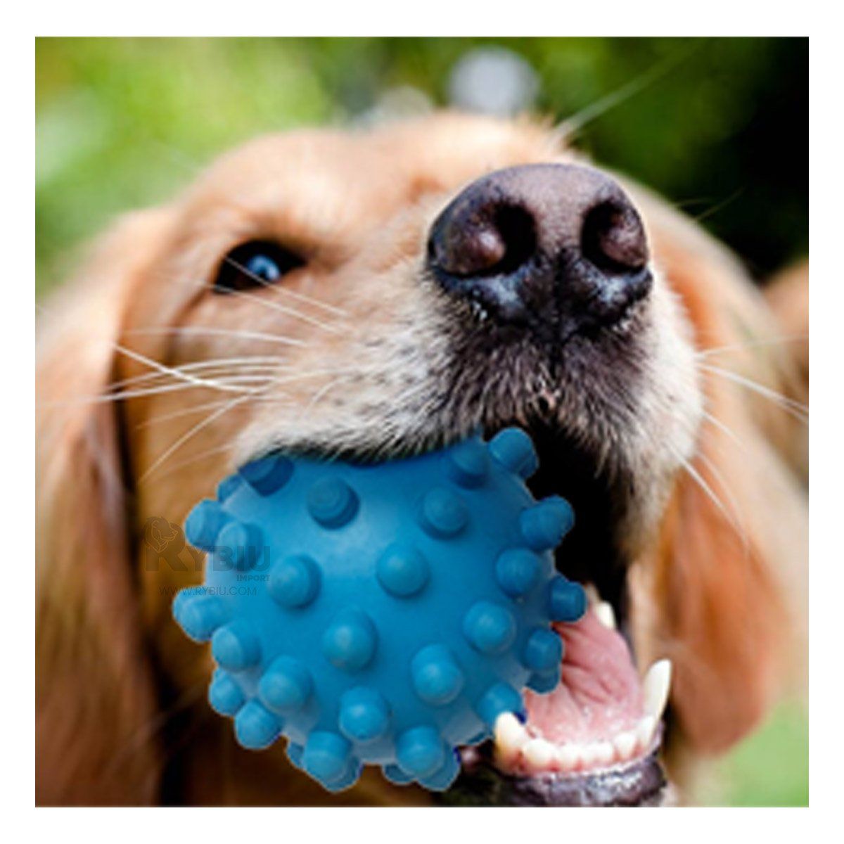 RYBIU IMPORT - Pelota Resistente para Perro en Celeste Y+Regalo Agendita
