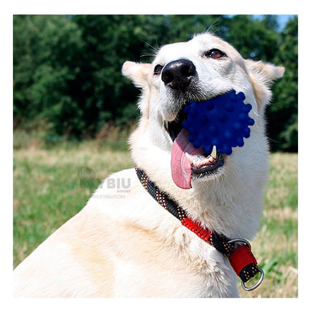 GENERICO - Juguete para Mascotas en Tono Azul Y+Regalo Stickers