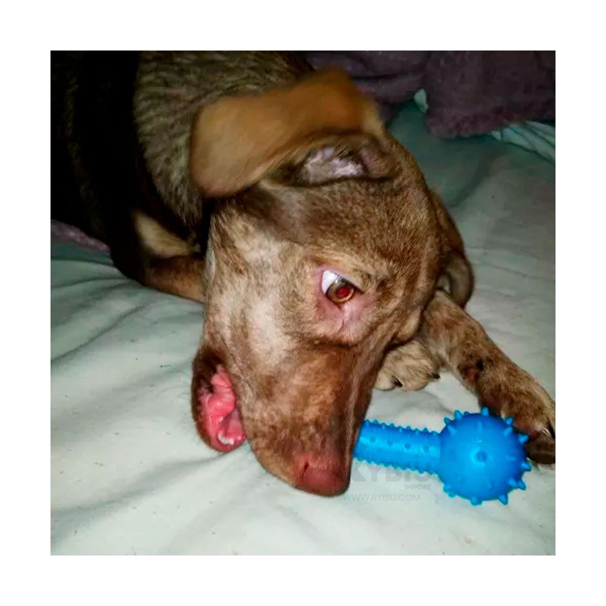 GENERICO - Juguete para Perros de Color Celeste Y+Papel de Regalo