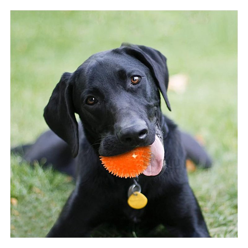 GENERICO - Set de 3 Pelotas con Puas Masticables con Luz LED Naranja