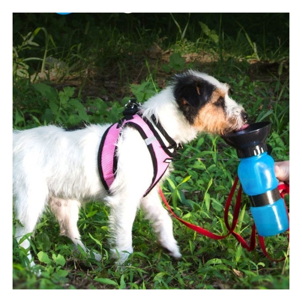 RYBIU IMPORT - Aqua Recipiente para Bebidas Mascotas Azul Y+Papel de Regalo