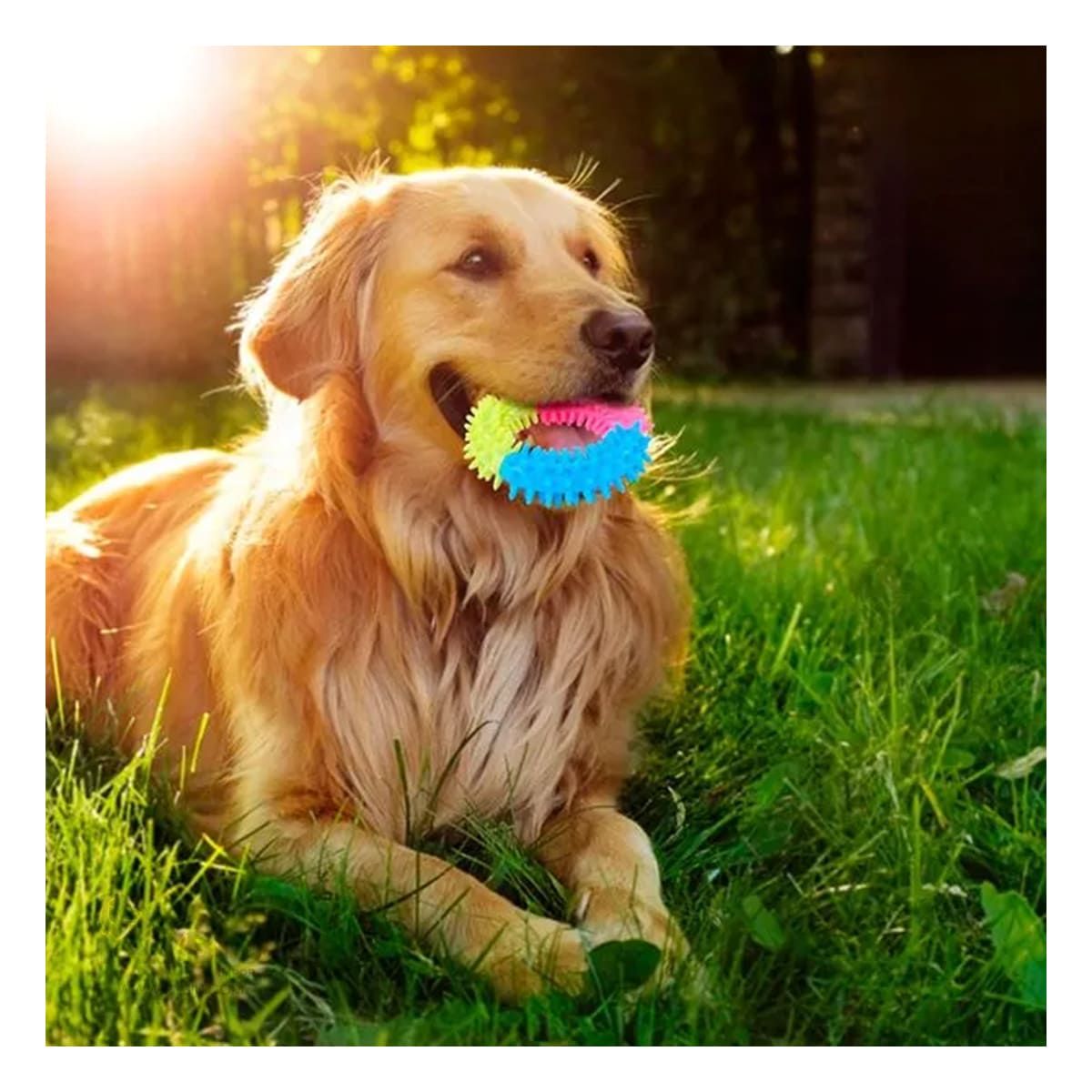 GENERICO - Aro de Juguete Pet de 11 cm Multicolor Y+Papel de Regalo