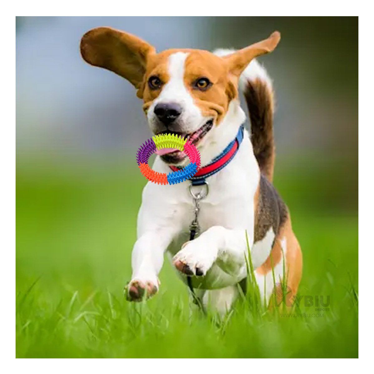 GENERICO - Aro de Entretenimiento Pet de 145 cm Multicolor Y+Agendita