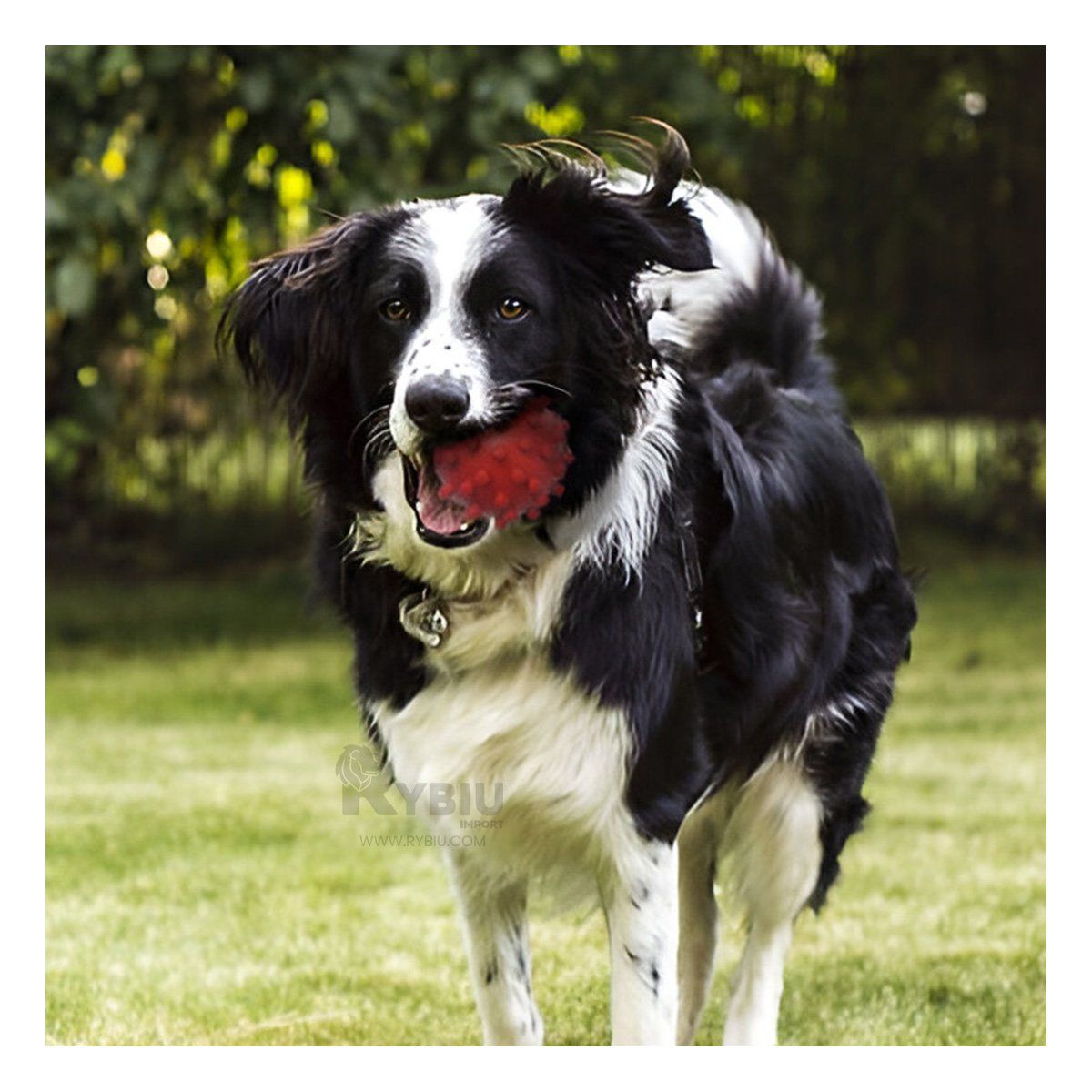 GENERICO - Pelota que Flota en Agua Color Rojo Y+Envoltorio de Regalo