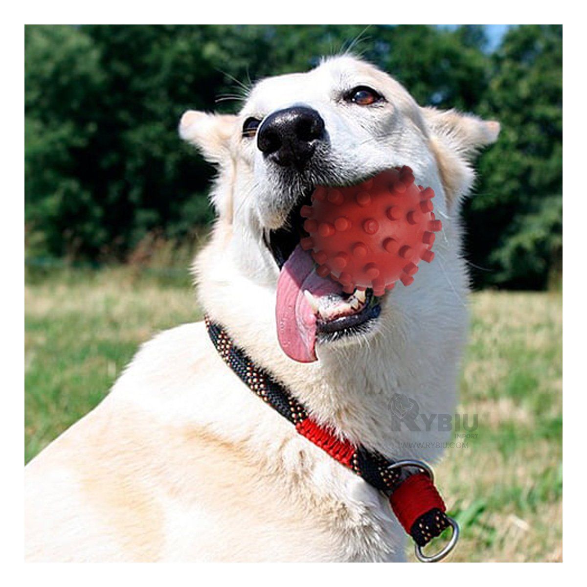 RYBIU IMPORT - Juguete para Entretener al Can en Rojo Y+Regalo Stickers