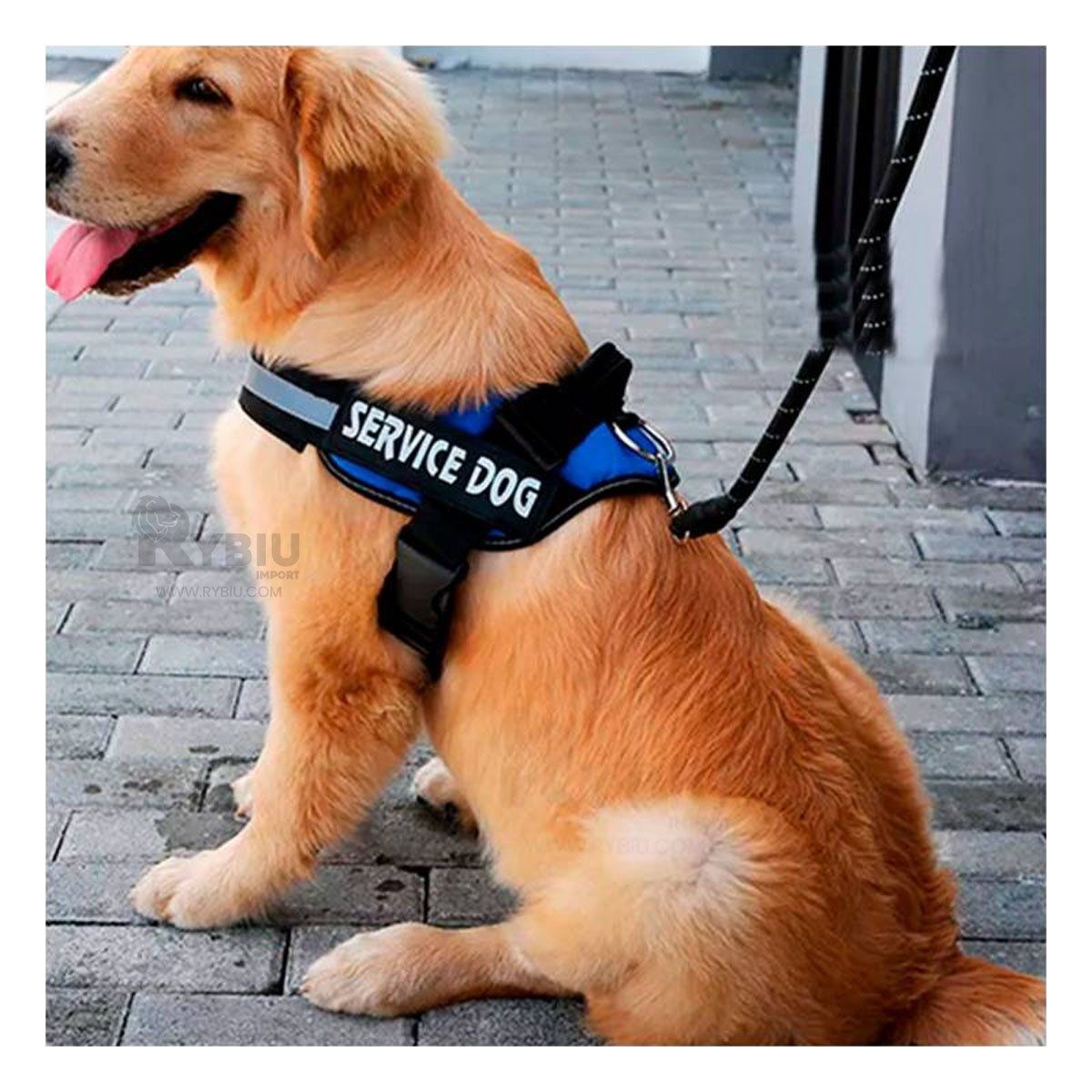 GENERICO - Pechera Canina en Tono Azul Y+Regalo Ligas para Peinar