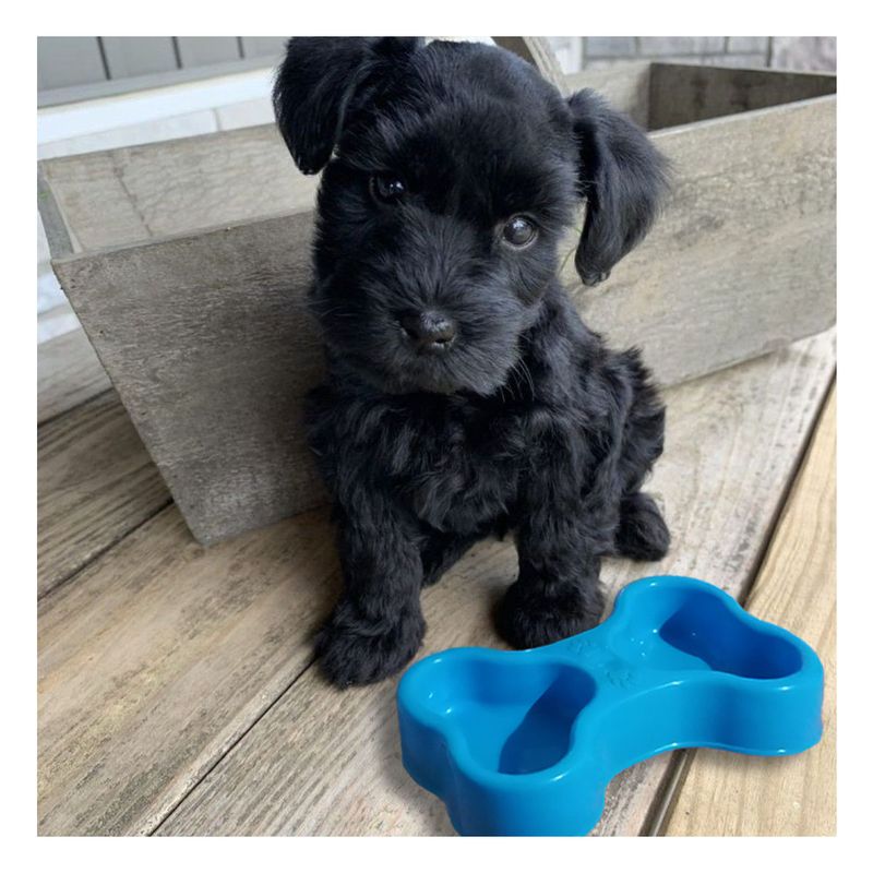 GENERICO - Platillo Multifuncional M Celeste Y+Regalo Ligas para Peinar