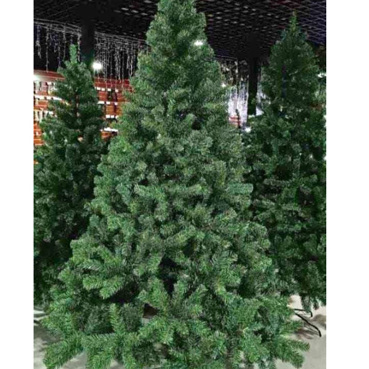 GENERICO - ARBOL EUROPEO CIPRES  2.10M