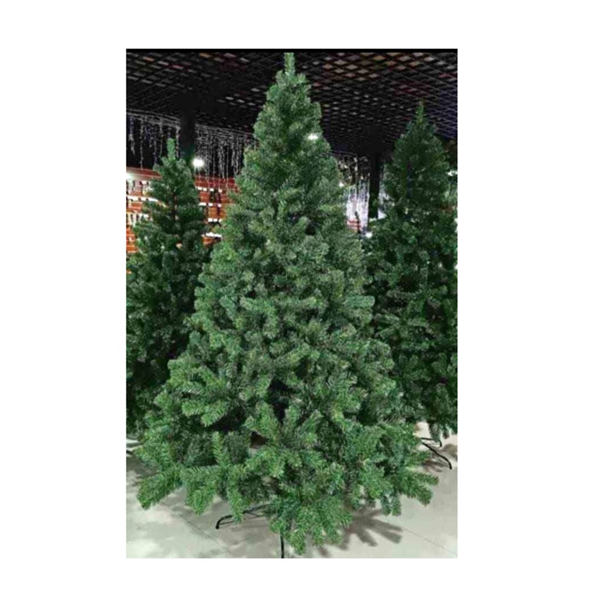 GENERICO - ARBOL EUROPEO CIPRES  2.10M