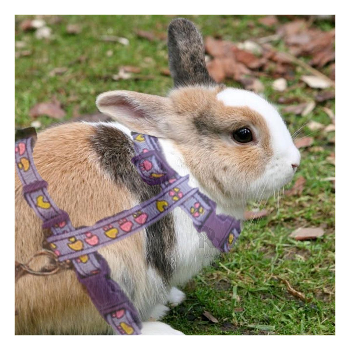 RYBIU IMPORT - Correa Pet de Conejo de Paseo en Lila Y+Envoltorio de Regalo