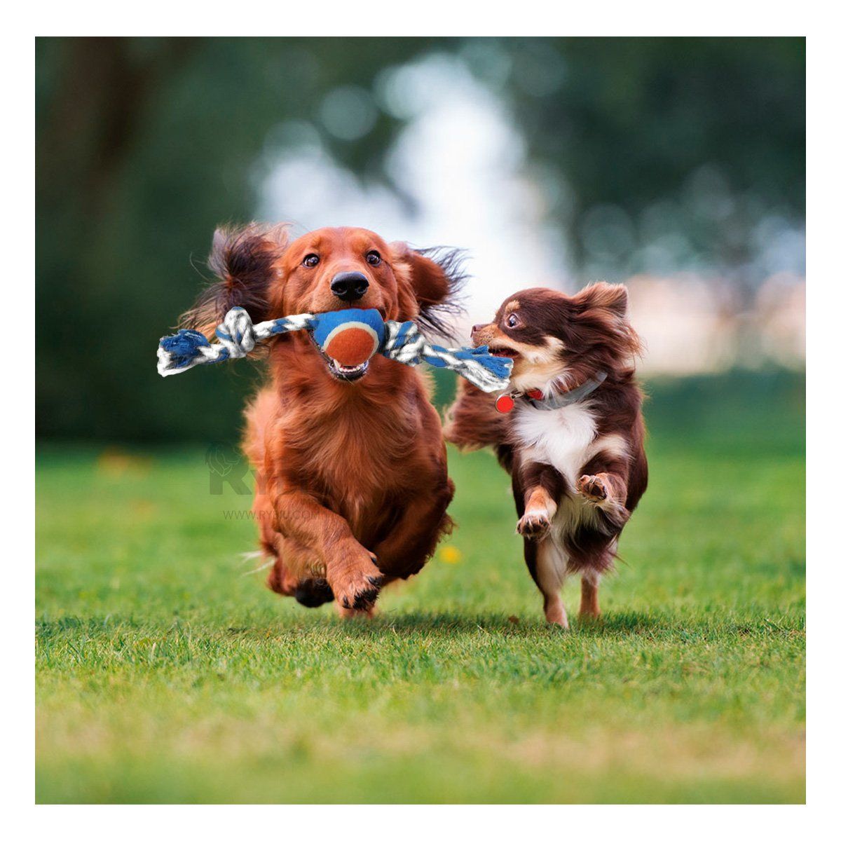 RYBIU IMPORT - Cuerda Enrollada con Pelota para Perro Multicolor Y+Stickers