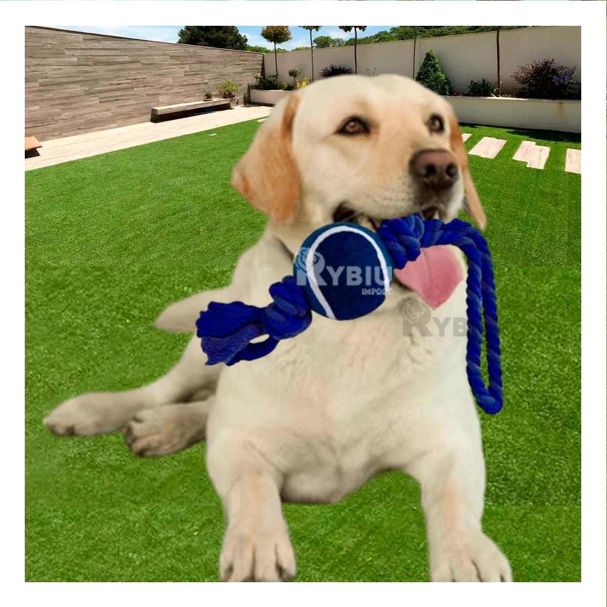 GENERICO - Soga con Nudo y Pelota de Tennis para Mascota Azul Nocturno