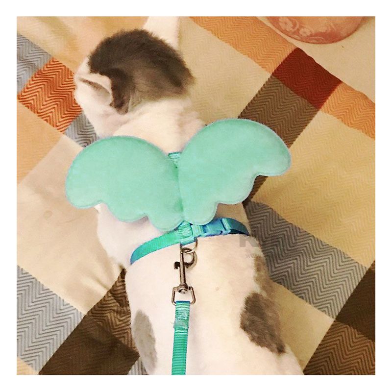 GENERICO - Arnes Resistente para Gatos en Color Turquesa Y+Agendita