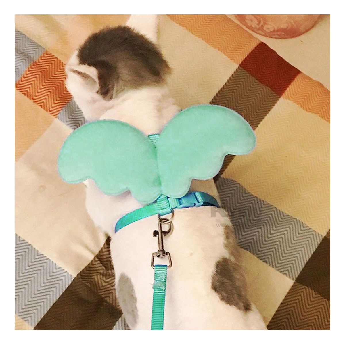 GENERICO - Arnes para Perros en Color Turquesa Y+Papel de Regalo