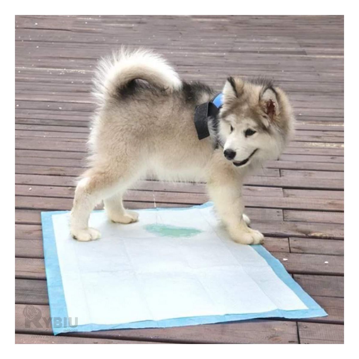 RYBIU IMPORT - Pañal Absorbente de piso para Mascotas 45x60 Talla M