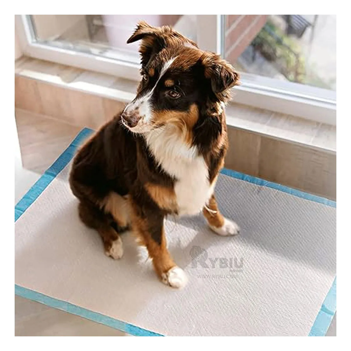 GENERICO - Pañal Absorbente para Suelo 60x60 Talla L Y+Papel de Regalo