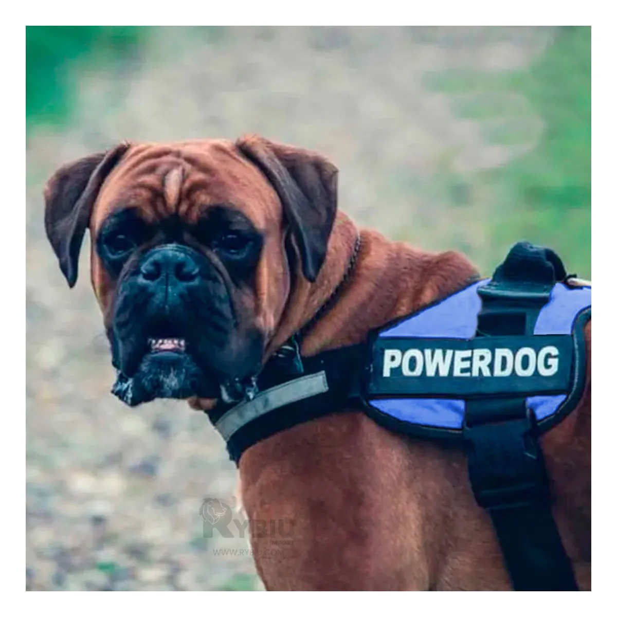 GENERICO - Arnes para Perros Activos Talla S de Color Azul