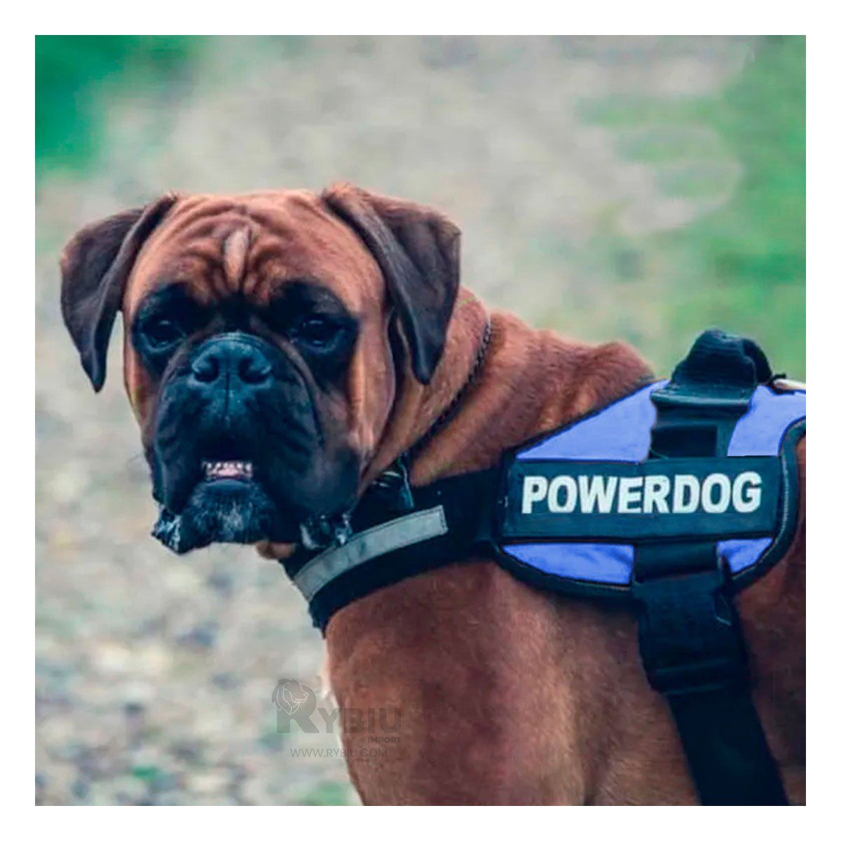 RYBIU IMPORT - Arnes para Perros Activos Talla S de Color Azul